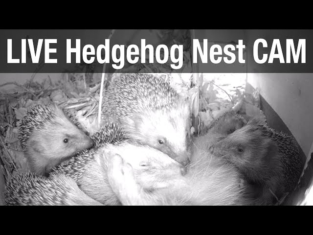 Wild Hedgehog Family "Mango & Babies 2022" - Hedgehog Nest Box (Erinaceus europaeus) - RESTREAM