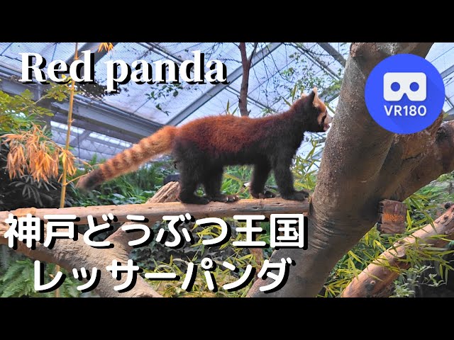 VR180  VR shooting of red panda レッサーパンダ を神戸でVR撮影