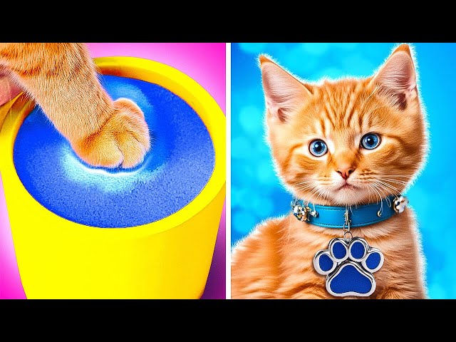 🐾✨ Makeover of Homeless Kitten 😱 | Gadgets and Hacks for Pets