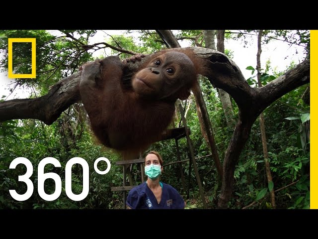 360° Orangutan School | National Geographic