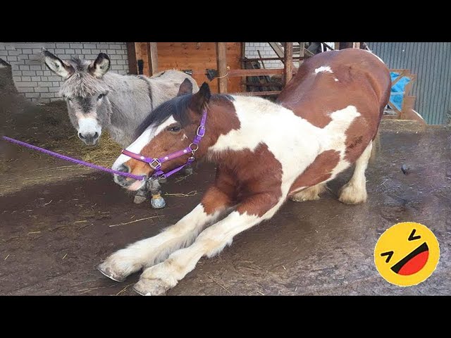 Horses Being Dramatic & Weird For 15 Minutes - Funniest and Cutest Horse Compilation 2023