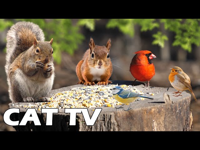 TV FOR PETS 😽🎥 Squirrels And Birds Have Lunch On The Wood Log Under The Sun | Entertain Your Cats