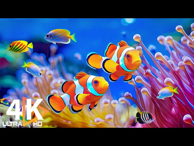 4K Aquarium Paradise 🐠 Vibrant Coral Reef Fish, Spectacular Marine Life & Calming Relaxation Music