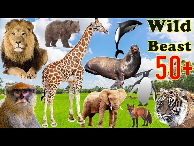 Wild beast / Animals for Children, lion, walrus, penguin, bear, #sound #viralvideo #explore #animals