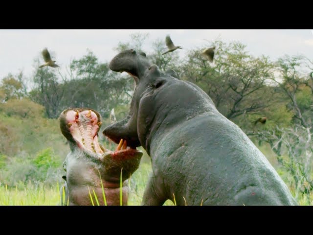 Do Hippos Swim? | Natural World: Hippos | BBC Earth