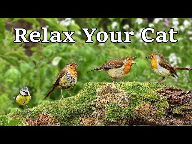 Calming Videos for Cats - TV to Relax Your Cat and My Cat at Home : The Bird Garden