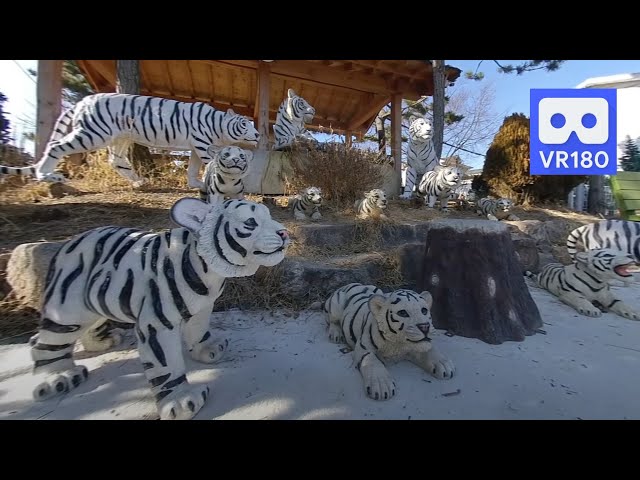 3D 180VR 4K Cute White Tiger Family in Happiness Tiger Village