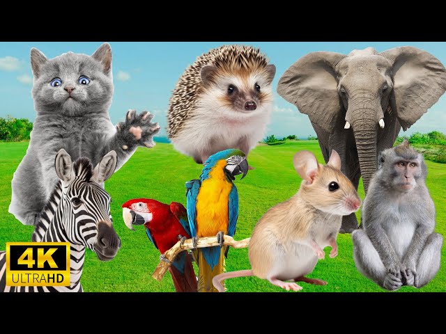 Amazing Farm Animals: Cat, Elephant, Zebra, Parrot, Monkey - Animal Sounds