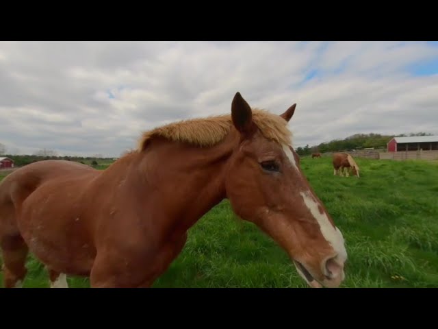 Grazing Horses at Gentle Giants Draft Horse Rescue 3D 180 VR