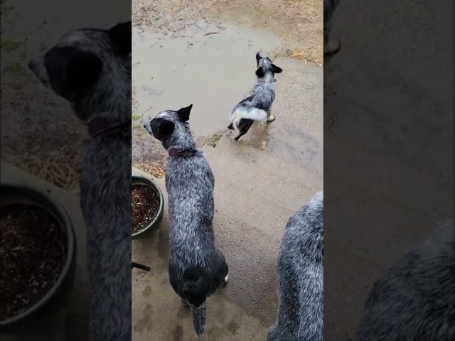 There Is Always One In The Bunch #blueheeler #australiancattledog #dog