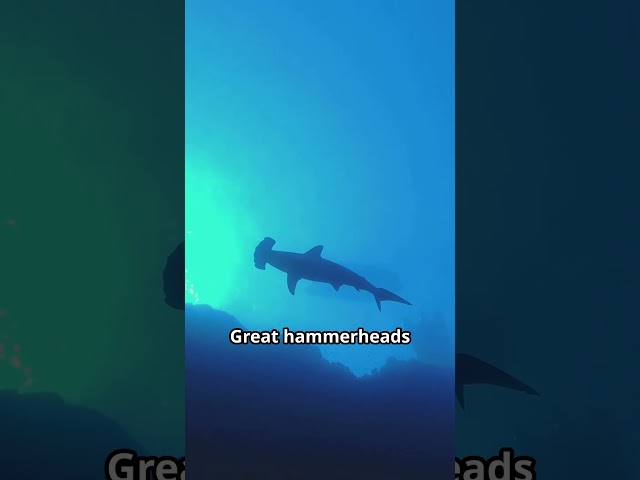 Great Hammerhead Sharks Have 360-Degree Vision! | Amazing Shark Facts