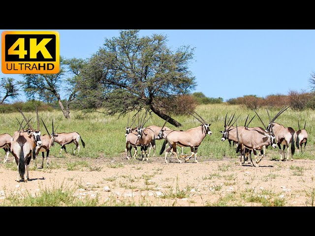 4K African Animals: Tsavo West National Park - Scenic Wildlife Film With Calming Music