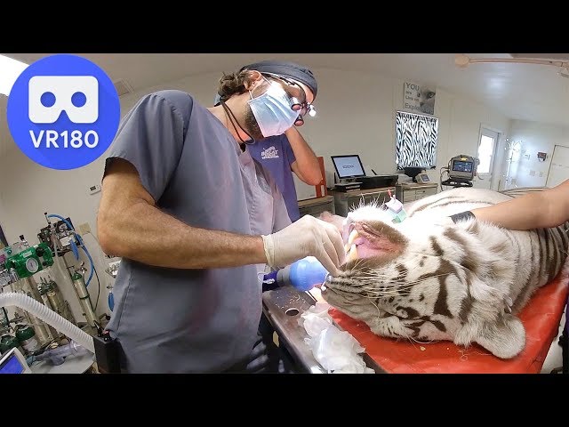 White Tiger Dental In VR180 3D!