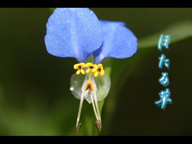 ほたる草    milkye326