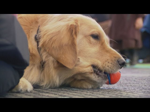 Healing hands (and paws) at Helen DeVos Children's Hospital with new full-time therapy dog