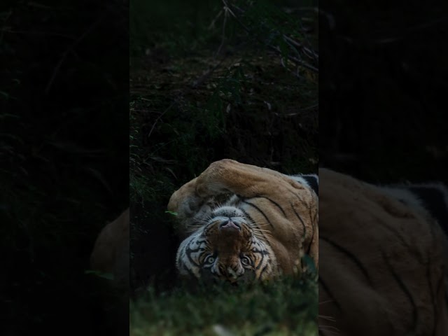 The Tiger’s Eye Level Stare #tiger #viral #bandhavgarh tiger reserve #wildlife #shorts #india