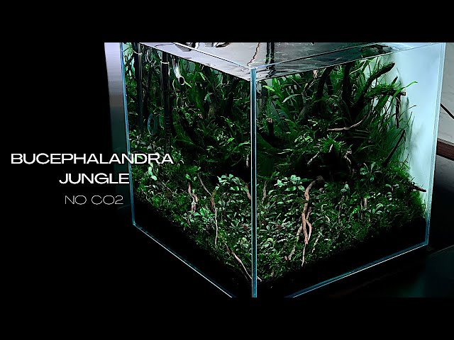 NON CO2 BUCEPHALANDRA AQUASCAPE | STEP BY STEP AQUASCAPING TUTORIAL