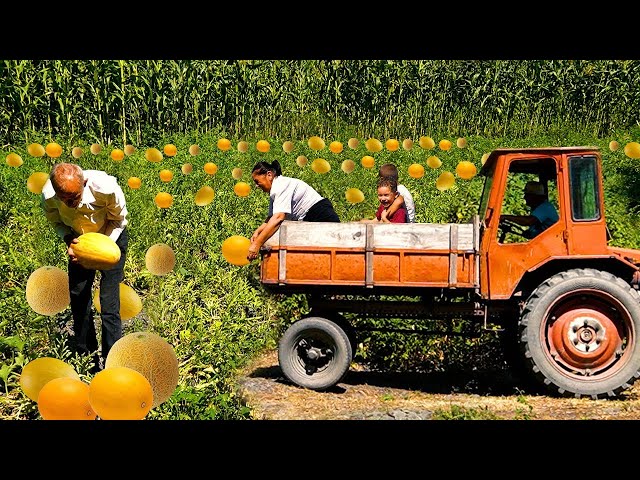 AZERBAIJAN Melon Farm | Harvesting | THE BEST Fruit Jam Recipes