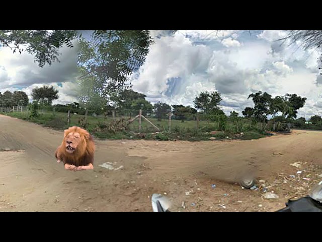 lion in street Test VR3