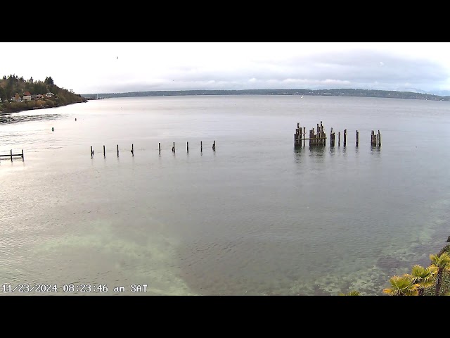 Shilshole Bay Livestream from the Ballard Elks Paddle Club