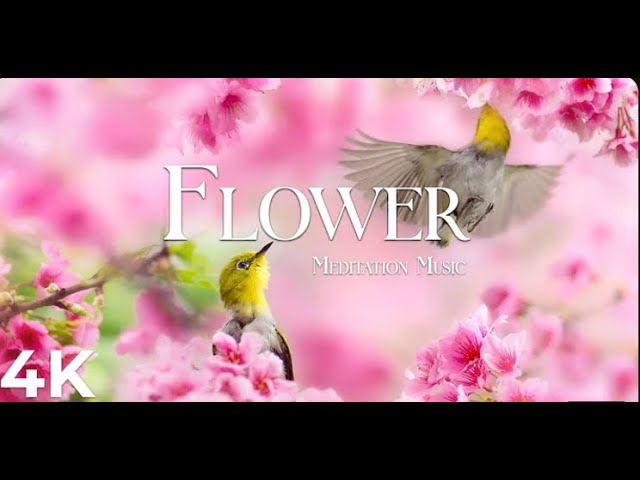 Flower 4K Nature Relaxation Film - Healing and Meditation Music