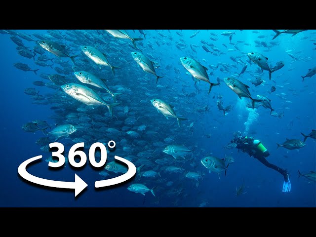 360° Underwater Video of COCOS ISLAND | Ocean School