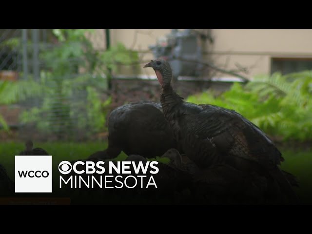 Wild turkey population explodes across Minnesota: How a Twin Cities community is responding