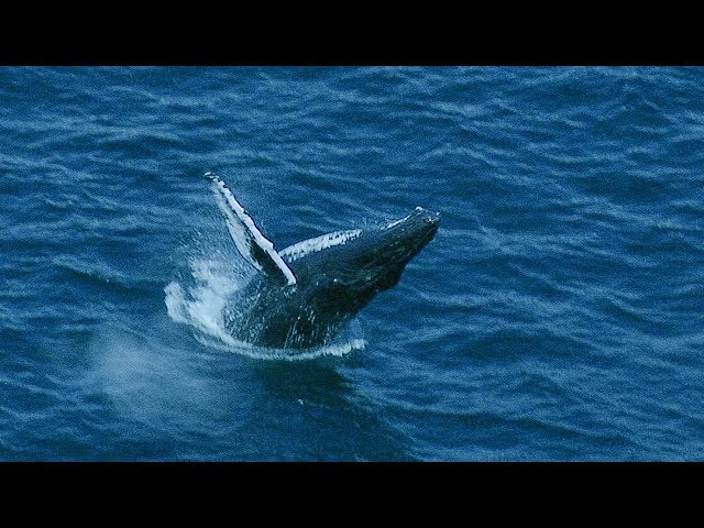 Whale Fights Males to Protect Calf | BBC Earth