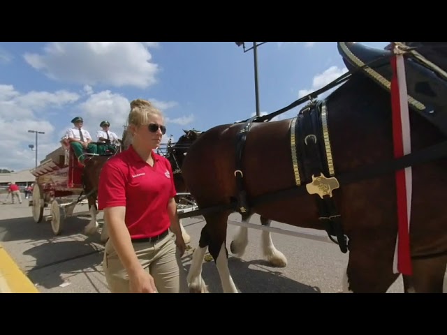 Budweiser Clydesdales in Sparta MI 8-4-2019