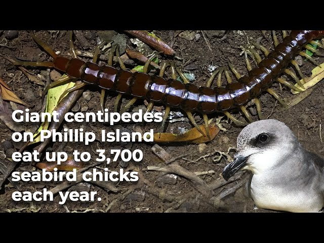 Giant bird-eating centipedes exist — and they’re surprisingly important for their ecosystem