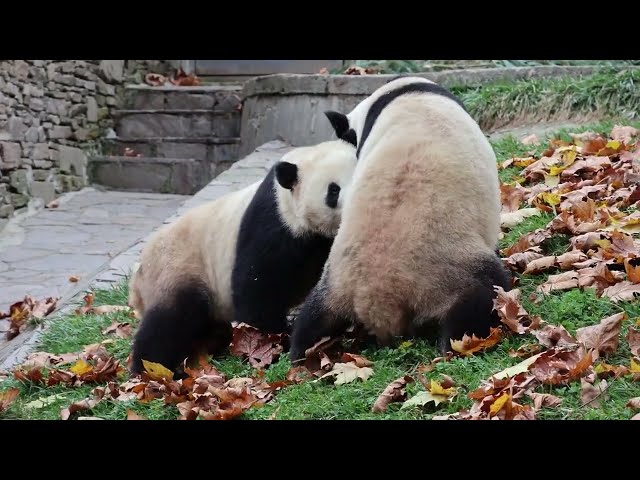 Playful Panda Twins Brawling Amidst Autumn Leaves