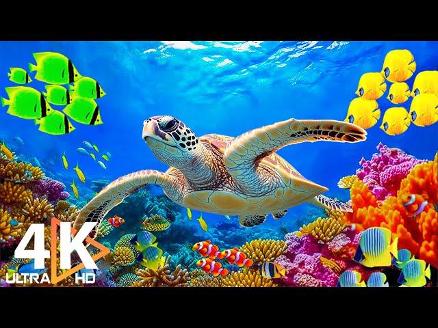 Discover the Ocean's Beauty - 4K Aquariums Bring You Closer to a Stunning Underwater World