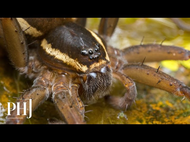 Thousands of Spiders 'the Size of a Human Hand' Released Across UK | PHJ