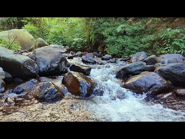 Water Sound Flowing Through Large Rocks/Birds Chirping on Green Tree Branches Magical Natural Sound