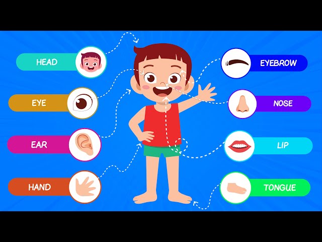 Learn Body Part Names | Human Body parts | Kids Rhymes | Cartoon for Kids | JoJo Buddy