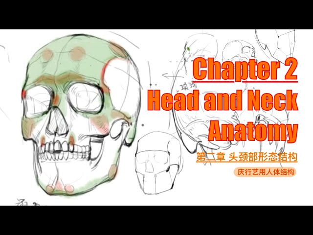 Chapter 2 Head and Neck Anatomy | Systematic understanding from bones to muscles!