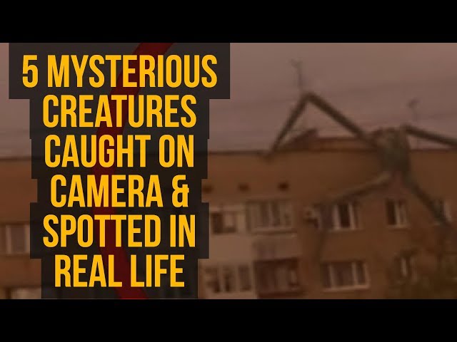 5 Mysterious Creatures Caught On Camera & Spotted In Real Life!