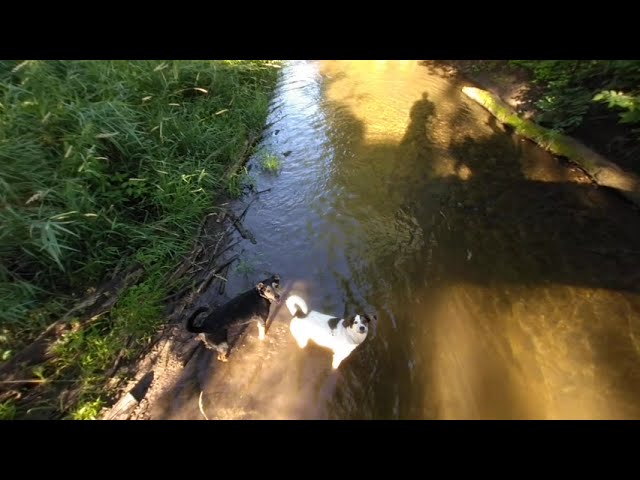 VR Nature Walks - Lily fetches stick in creek while Bandit gets knocked off the bridge on to Lucy