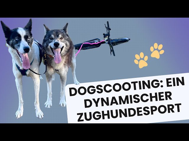 Warum Dogscooting wählen? #zughundesport #mehrhundehaltung