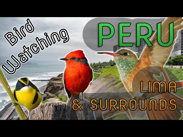 Bird Watching around Lima, Peru, South America