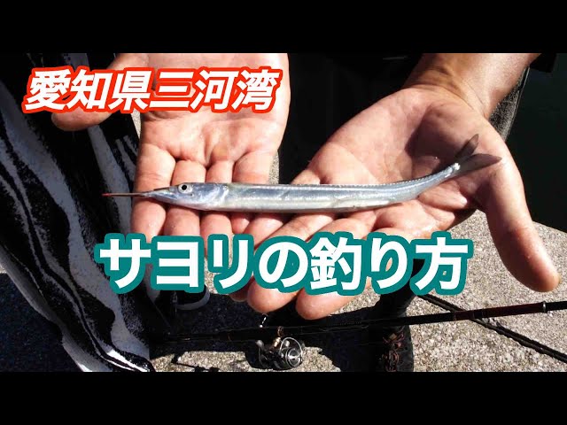 GO!GO!九ちゃんフィッシング #606　「愛知県三河湾でサヨリ釣り 地元名人がアドバイス！」