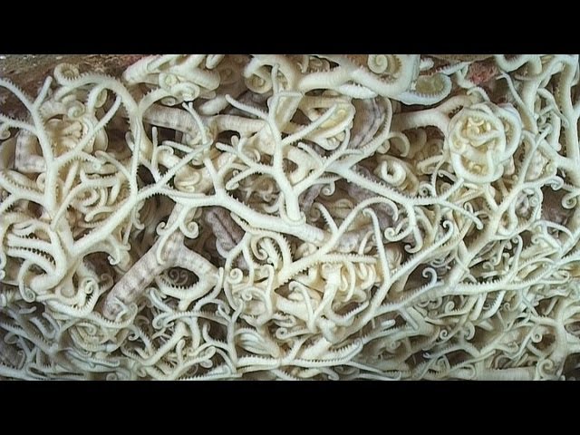 Basket Stars - Reef Life of the Andaman - Part 28