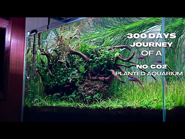 300 DAYS Journey Of A No Co2 PLANTED Freshwater AQUARIUM