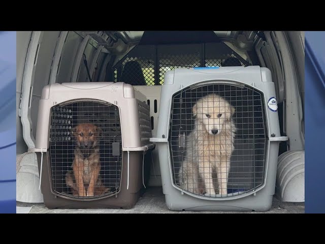 Indiana man arrested after search uncovers dozens of animals in poor condition: officials