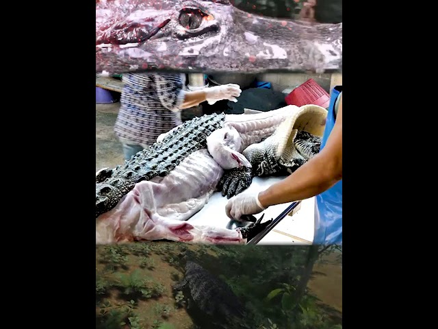 Crocodile Attacks!!(wait for it)#shorts # 2022/鳄鱼