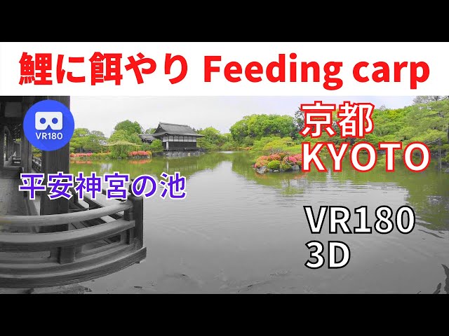 VR180  京都観光 平安神宮 池で鯉に餌やり Japan KYOTO Heian Shrine Feeding carp