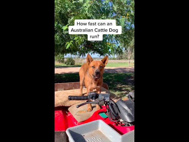 How fast can an Australian Cattle Dog run?