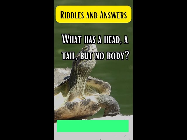 Creative and IQ based🤔🥴 funny riddles🤪 #riddles