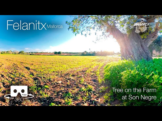 Mallorca 360 Tree on the Farm at Son Negre in Felanitx in 360º VR 5K