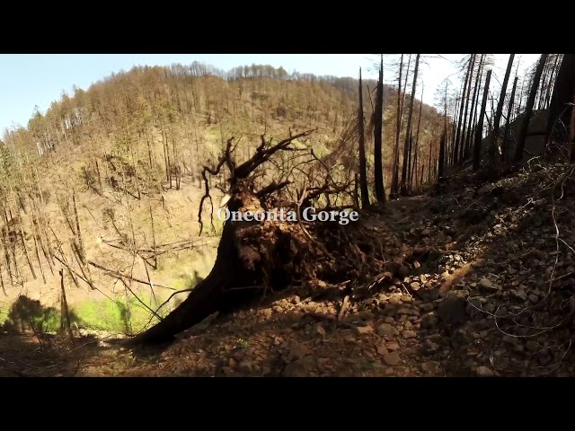 360 Video: How The Forest Is Rebounding A Year After The Eagle Creek Fire